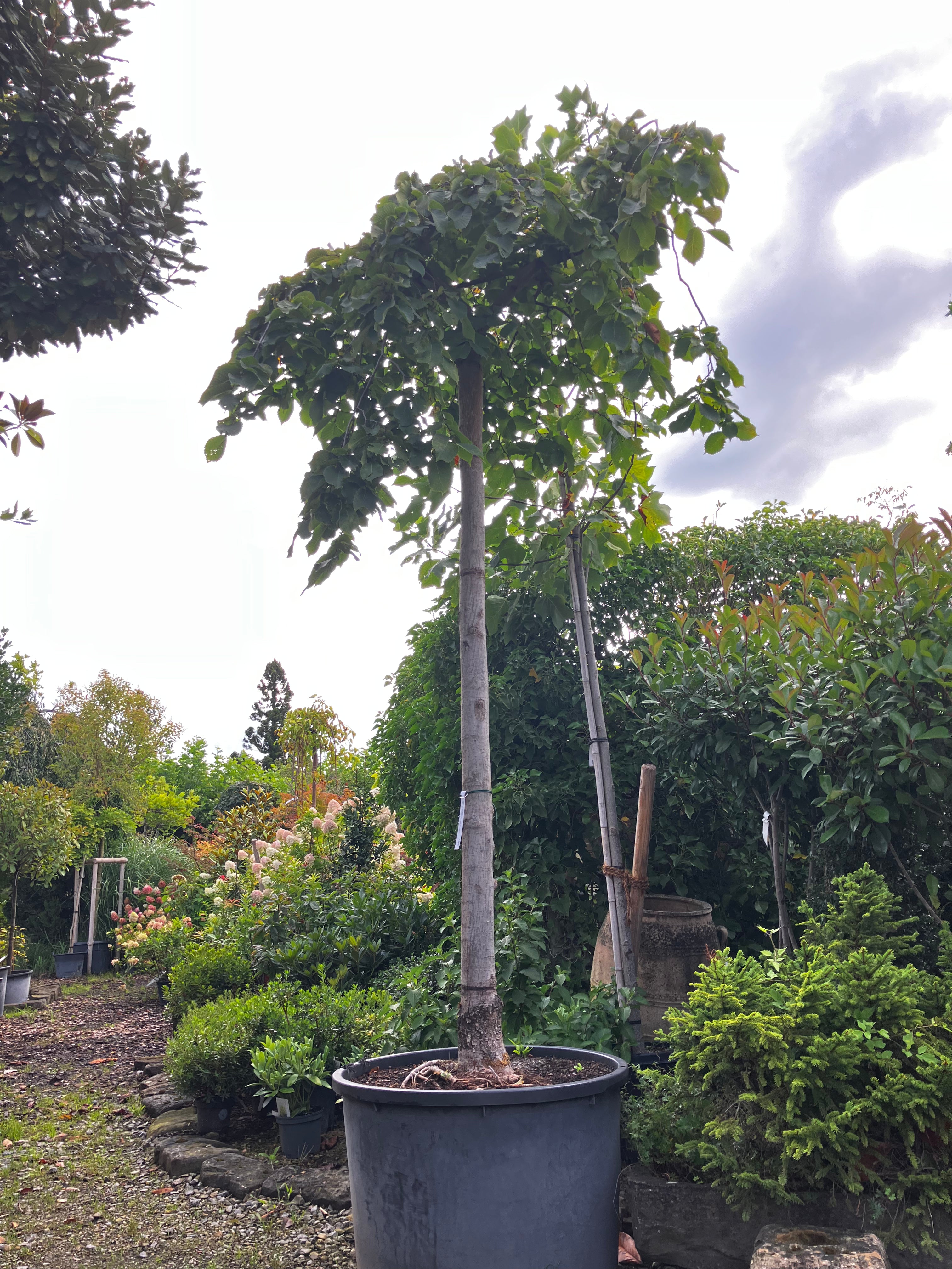 Laubenulme 'Pendula' / Ulmus glabra 'Pendula'